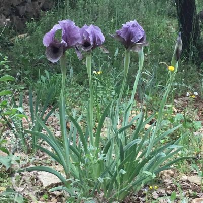 iris sofarana at btalloun iris domain winery