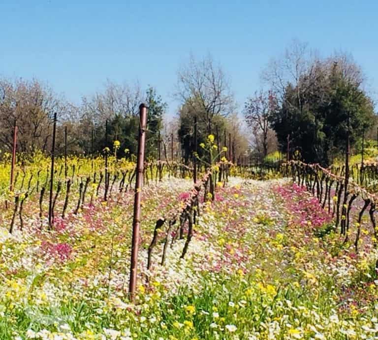Iris Domain Btalloun vineyards in spring summer