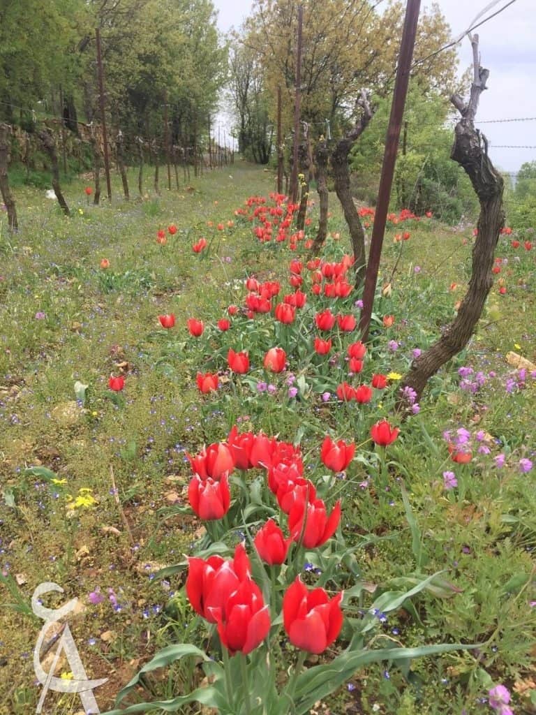 Iris Domain Btalloun Aley vineyards in spring