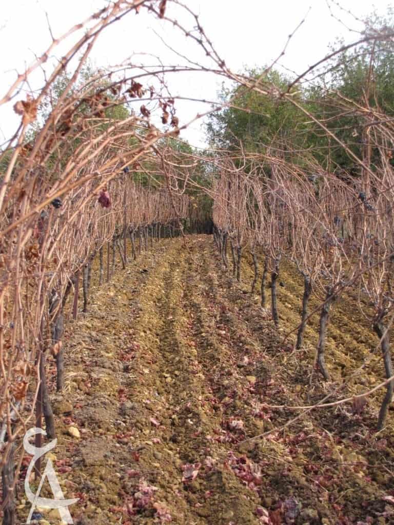 Iris Domain Btalloun vineyards in autumn
